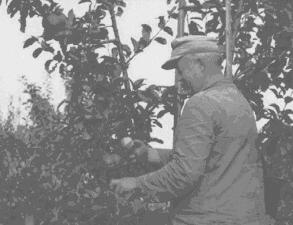 Helmut Jonas bei der Apfelernte